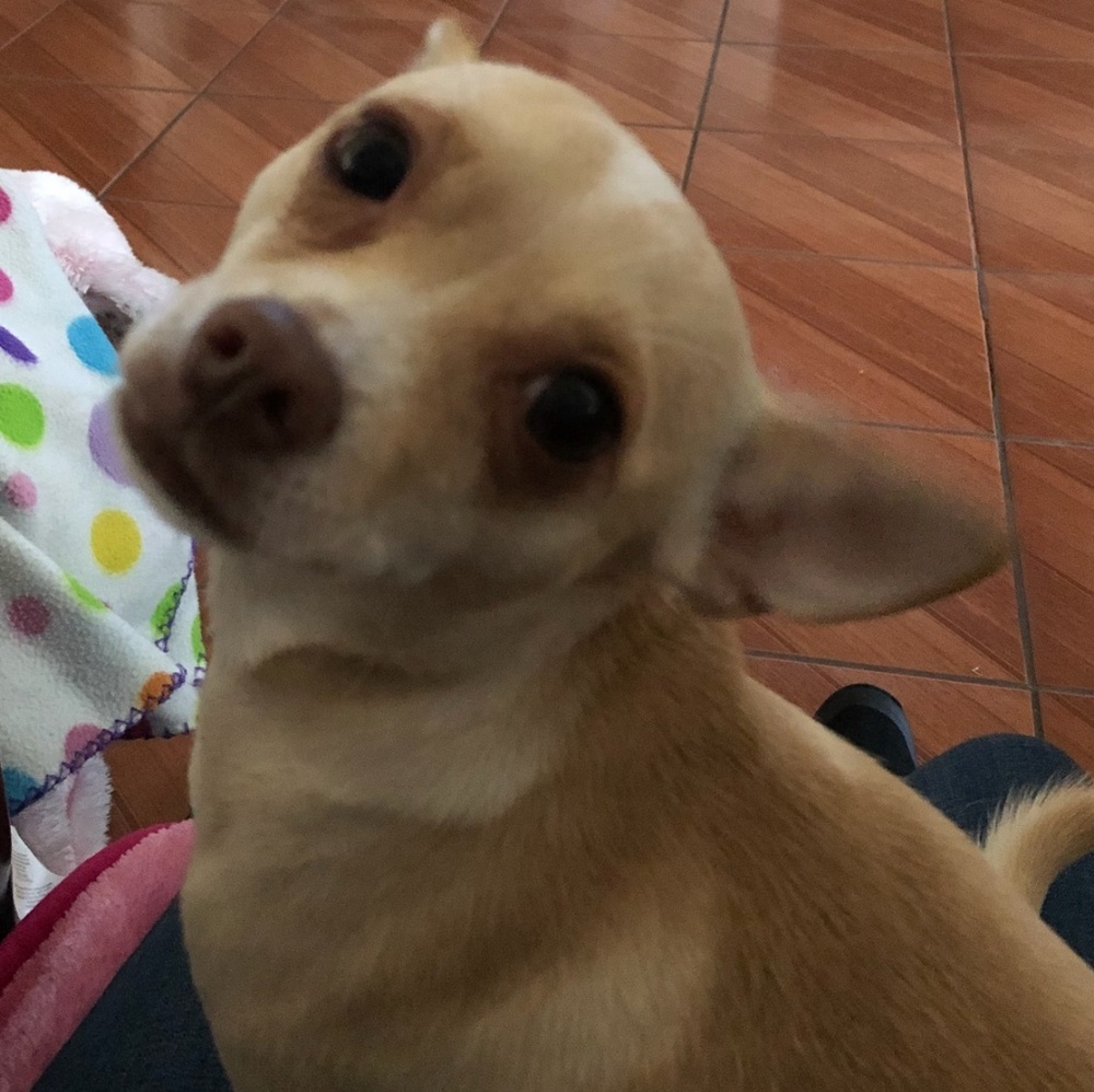 Meet your Posher, Mayra